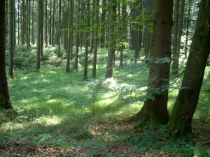 Waldstück neben dem Zeltlager in Immenried